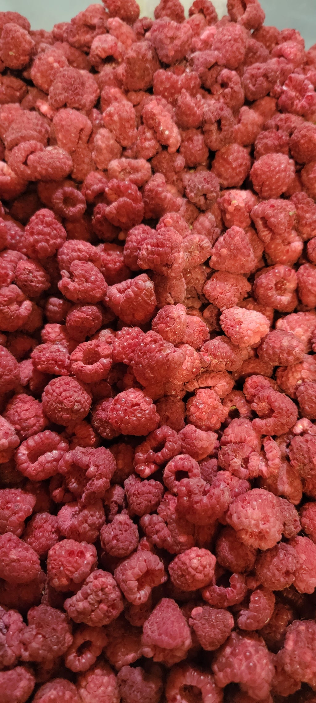 Pure Raspberry Frozen 100% Pure Freeze-Dried Raspberries – Collations Frosty Snack